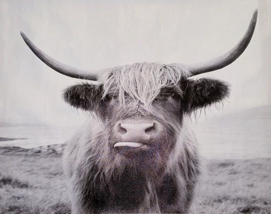 Canvas Wall Art Not Framed Black And White Cow Bull Bison 16.x 241