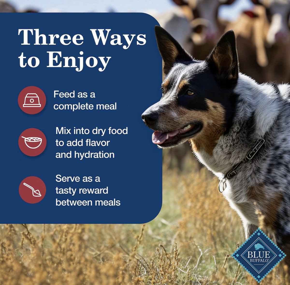 Blue Buffalo wet dog food as a complete meal, dry food topper or reward